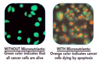 cancer cells  micronutrients 