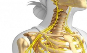 micronutrients vs bones and skeletal system