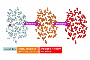 anti-microbial-synergy