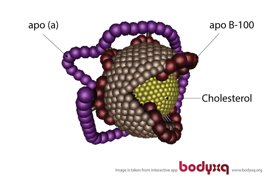 body-xq-lipoprotein-a