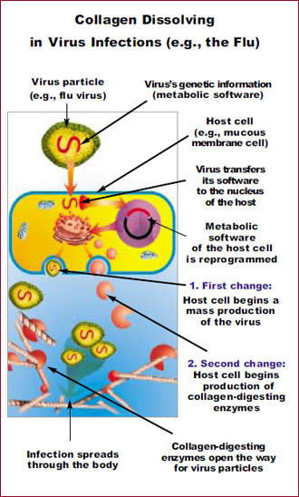 virus infections collagen dissolving