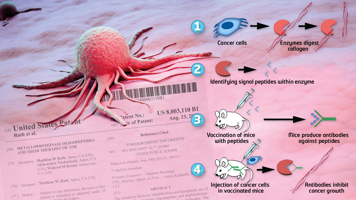 Rationale of anti-cancer vaccine development based on MMP peptides