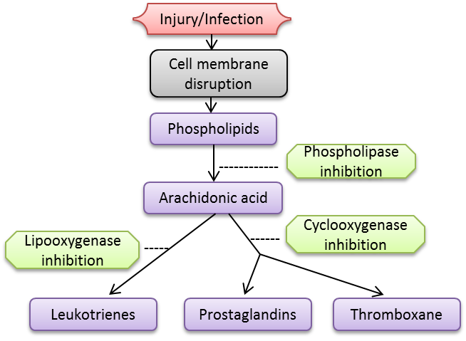 Inflammatory cascade