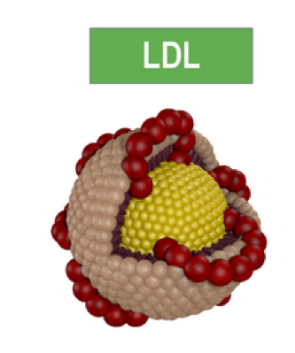 LDL