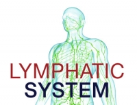 The Importance Of The Lymphatic System