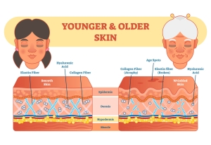 Skin Collagen Dr. Rath Research