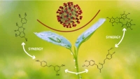 coronavirus phytonutrientsplant extractstumeric resveratorl curcumin turmeric green tea 