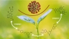 coronavirus phytonutrientsplant extractstumeric resveratorl curcumin turmeric green tea 