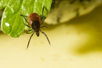 lyme diesease