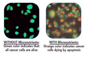 cancer cells  micronutrients 