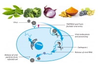 Vaccines, Phytonutrients and Coronavirus Infection