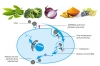 Vaccines, Phytonutrients and Coronavirus Infection