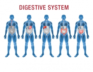 digestive health micronutrients