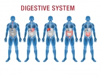 digestive health micronutrients