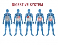 digestive health micronutrients