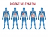 digestive health micronutrients