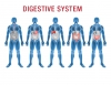 digestive health micronutrients