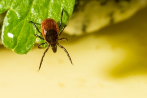 The Benefits of Micronutrients In Lyme Disease