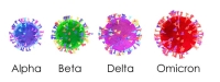 The Efficacy Of Micronutrients Against The Omicron Variant Of Coronavirus