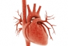 heart micronutrients 